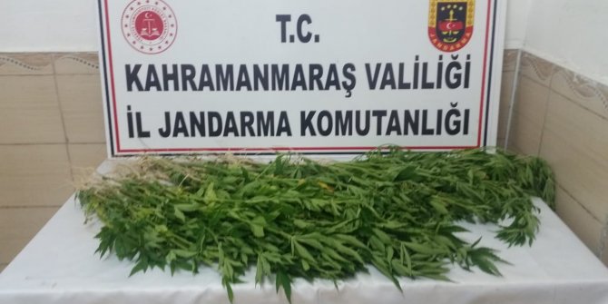 Elbistan'da mısır tarlasında kenevir ele geçirildi