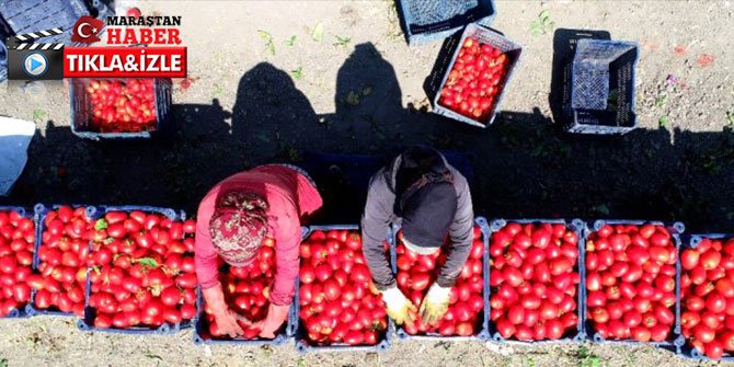 Domates tarlada 60 kuruşa düştü