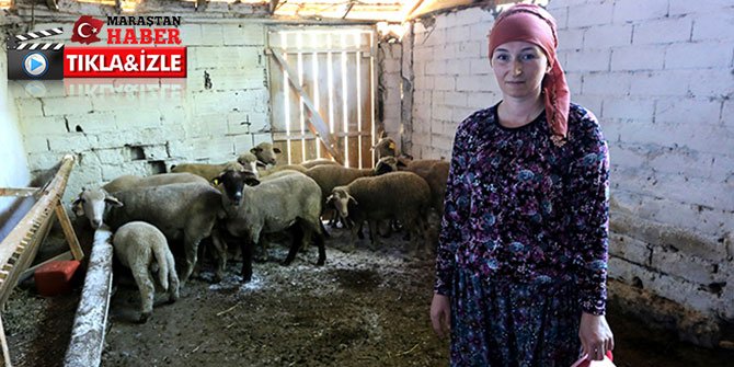 İki üniversite bitirip 4 dil bilen Rus kadın hayvancılık yapıyor