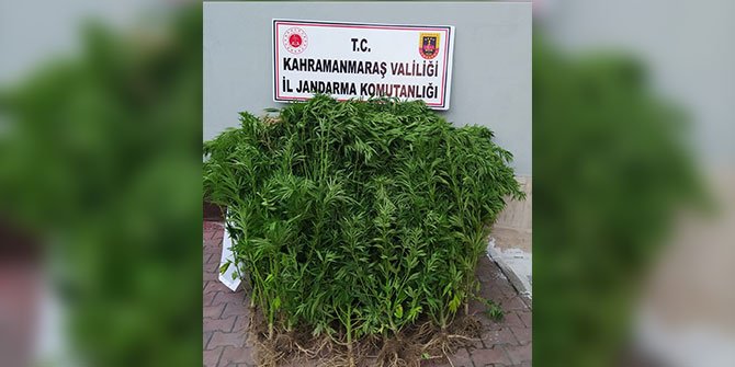 Kahramanmaraş'ta evlerinin bahçesinde uyuşturucu yetiştirdiler