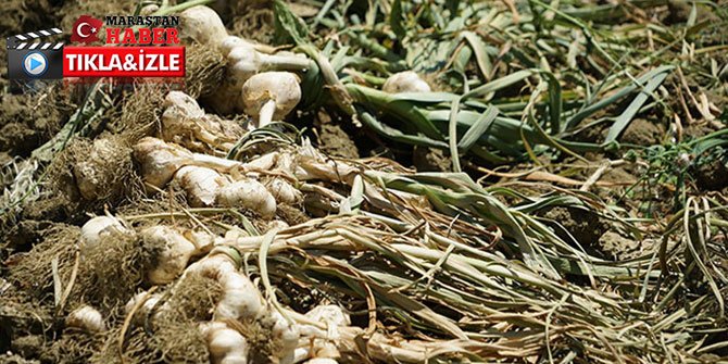 Geçtiğimiz yıl 100 lirayı bulan sarımsak bu sene 15 liradan satışa başladı