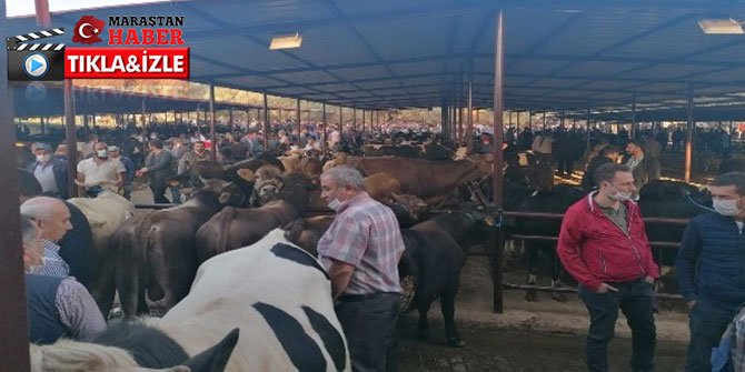Hayvan pazarlarında iğne atsan yere düşmez, tehlikeli görüntüler oluştu