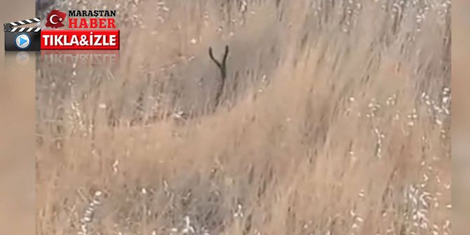 Yılanların dansı kamerada