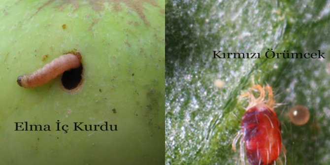 Dikkat! Elma İç Kurdu 3. Nesil ve Kırmızı Örümcek İlaçlama Zamanı