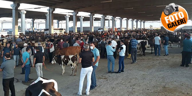 Canlı Hayvan Borsası Kurban Bayramı’na hazır