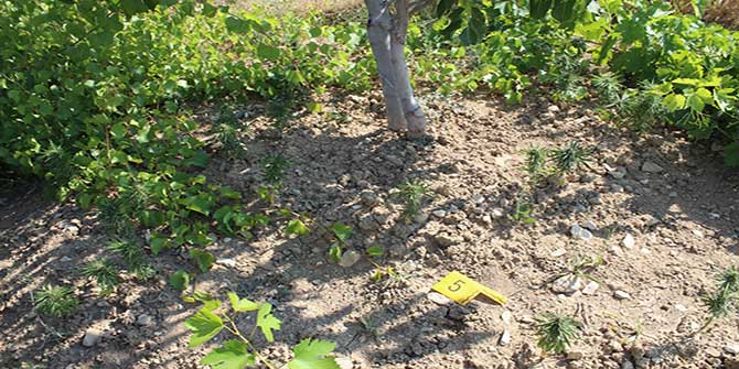 Kahramanmaraş'ta evinin bahçesine kenevir eken yaşlı adam yakalandı