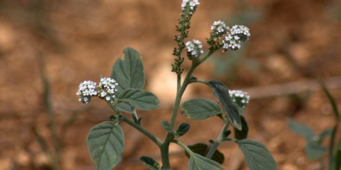 Akrepotu'nun faydaları, Akrepotu nedir, Akrepotu nasıl tüketilmeli?