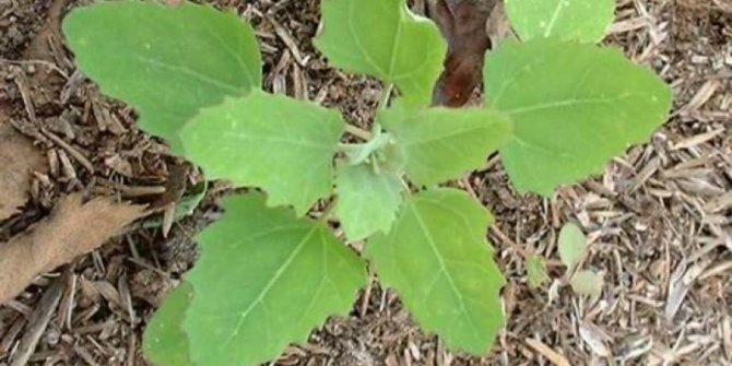 Akpazı'nın faydaları, Akpazı nedir, Akpazı nasıl tüketilmeli?