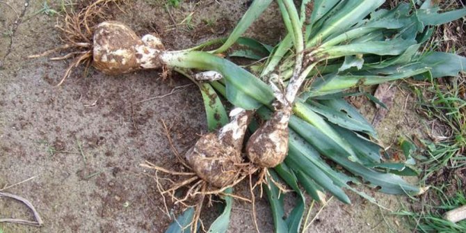 Ada Soğanı'nın faydaları, Ada Soğanı nedir, Ada Soğanı nasıl tüketilmeli