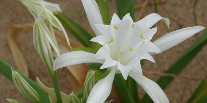 Bu çiçeği koparana 48 bin lira ceza kesiliyor