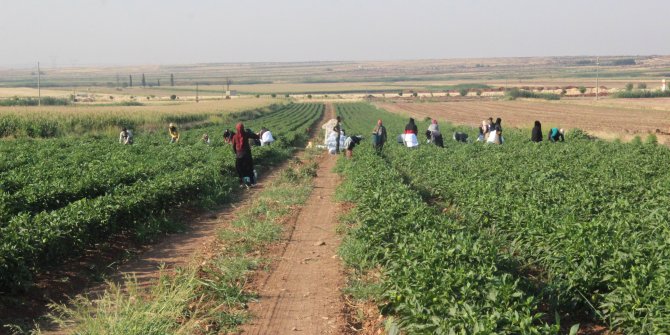 Suriye sınırında acı hasat