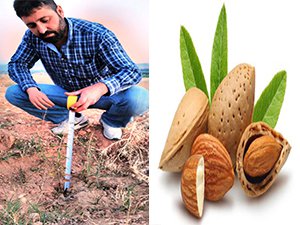 ÇEKİRDEKTEN BADEM YETİŞTİRİYOR