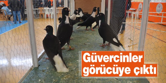 Güvercinler görücüye çıktı