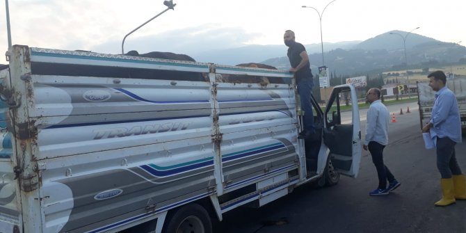 Veteriner hekimler ve kolluk güçleri hayvan nakillerini kontrol ediyor