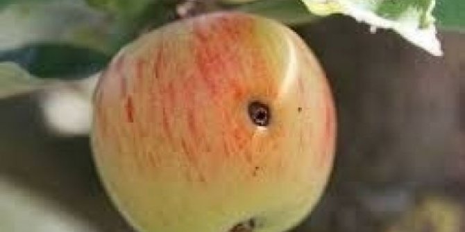 Elma iç kurdu için 4. ilaçlama zamanı başladı