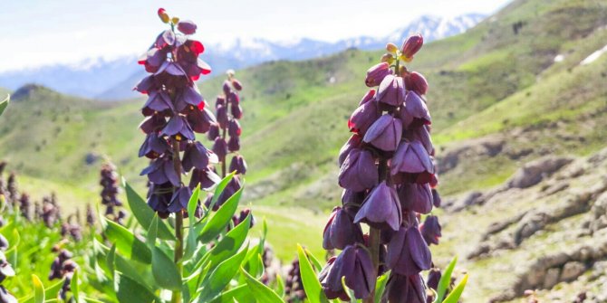 Kahramanmaraş'taki bu çiçeği koparana 62 bin lira ceza!