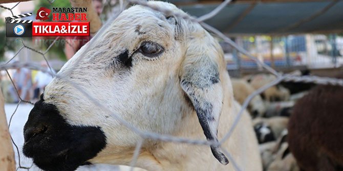 Koronavirüs kurbanlık satışlarını da etkiledi