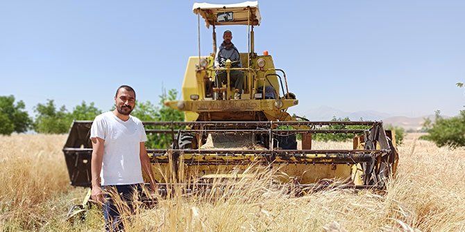 Kahramanmaraş'ta Ata mirası siyez buğdayına biçilmeden sipariş yağdı