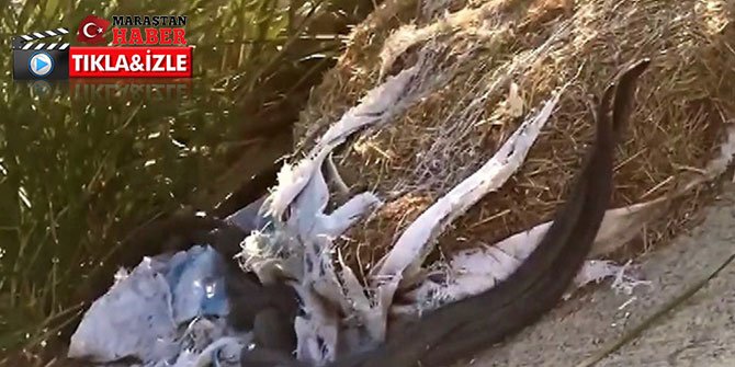 Kahramanmaraş'ta kara yılanların dansı böyle görüntülendi