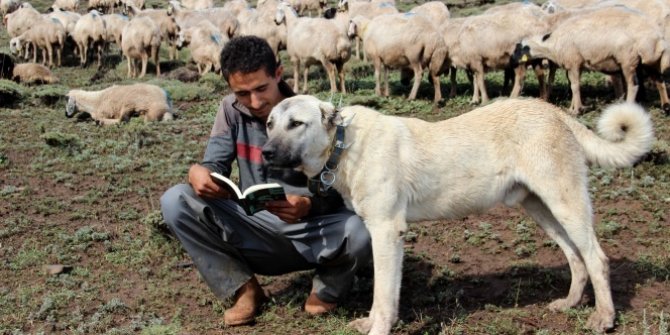 Yaz tatilinde çobanlık yaparken birinci oldu
