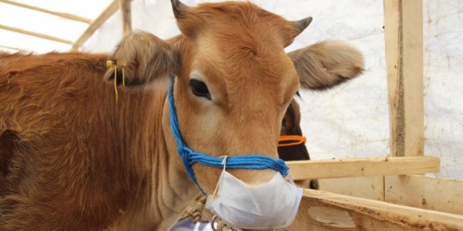 Maskeli dana hem güldürdü hem de mesaj verdi