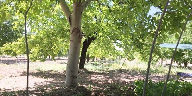 Kahramanmaraş'ta ceviz ağacındaki "baykuş" figürü görenleri şaşırttı