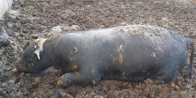 Kahramanmaraş'ta yılan kurbanlık boğayı telef etti