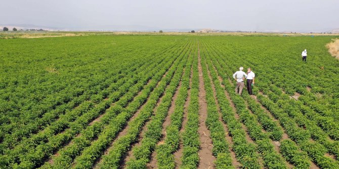Biber fidesi desteği üreticilere can suyu oldu