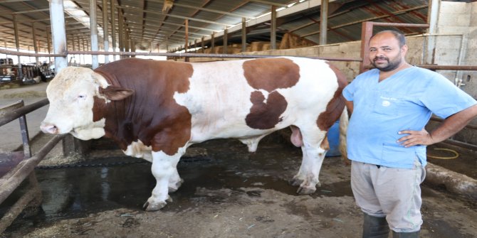 Kahramanmaraş'ta 1,5 tonluk boğa 35 bin liraya satıldı