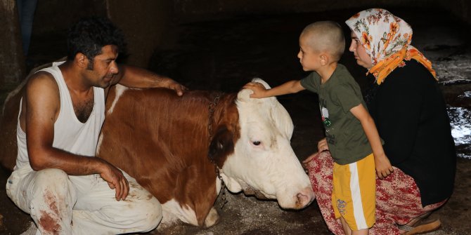 Kahramanmaraş'ta elektrik akımına kapılan 5 büyükbaş hayvan telef oldu