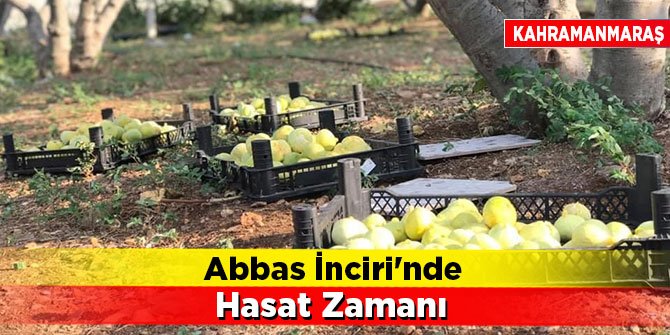 Kahramanmaraş'ta üretilen Abbas İnciri'nde hasat zamanı
