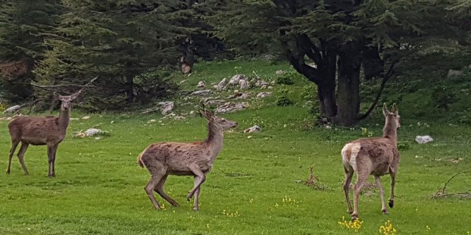 Kahramanmaraş'ta ala geyikler doğaya bırakıldı