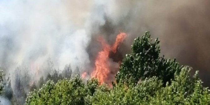 Kahramanmaraş'ta orman yangını
