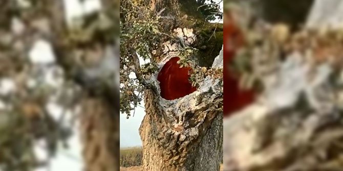 İlginç yangın: İçten içe yanan ağaç!