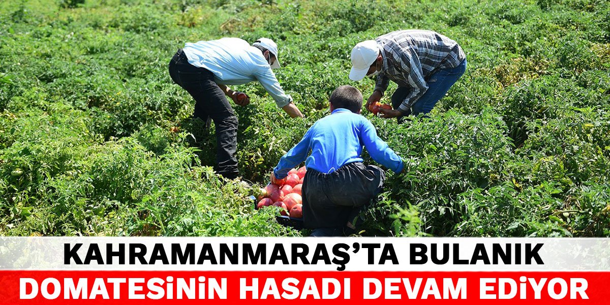 Kahramanmaraş'ta Bulanık domatesinin hasadı devam ediyor