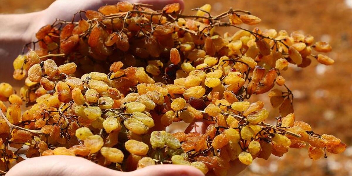 Üzüm ihracatında hedef kuruda 500, tazede 180 milyon dolar!