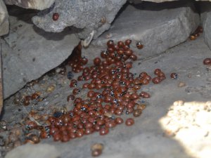 KAHRAMANMARAŞ'IN UĞUR'U UÇTU!