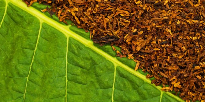 Tütün ihracatında hedef 1 milyar dolar