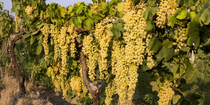 Çekirdeksiz sofralık sultani üzüm ihracatından 37 milyon dolar