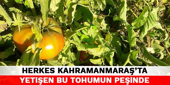 Herkes Kahramanmaraş'ta yetişen bu tohumun peşinde