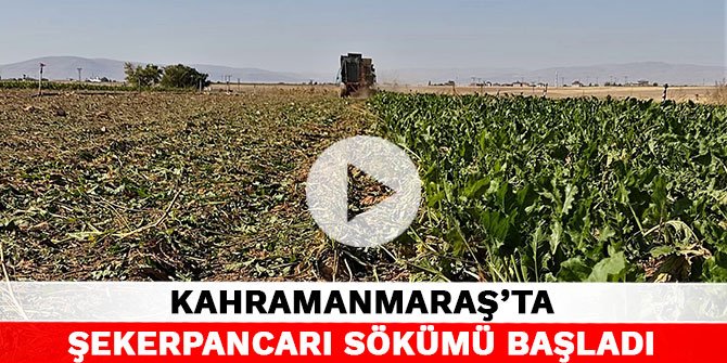 Kahramanmaraş’ta şekerpancarı sökümü başladı