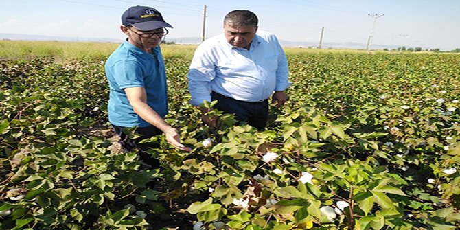 Türkoğlu'nda pamuk ekim alanlarında kontroller devam ediyor