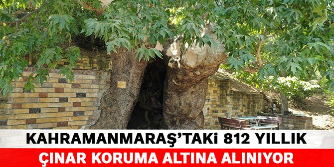 Kahramanmaraş'taki 812 yıllık çınar koruma altına alınıyor