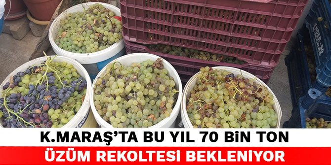 Kahramanmaraş’ta bu yıl 70 bin ton üzüm rekoltesi bekleniyor