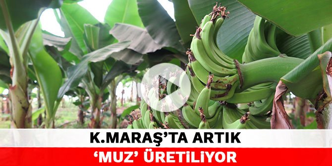 Kahramanmaraş’ta artık ‘Muz’ üretiliyor