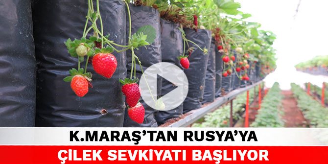 Kahramanmaraş’tan Rusya’ya çilek sevkiyatı başlıyor