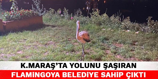 Kahramanmaraş'ta yolunu şaşıran flamingoya belediye sahip çıktı