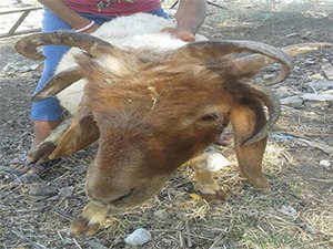 5 BOYNUZLU KOÇ GÖRENLERİ ŞAŞIRTIYOR