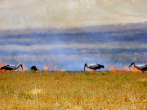 Anızla Birlikte Geleceğimizi de Yakıyoruz!