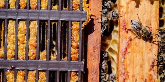 Koronavirüs’te hem korunmaya hem de iyileşmeye destek oluyor